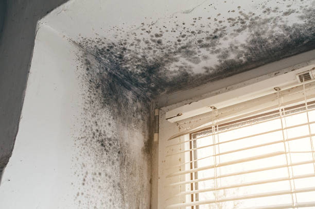 Affordable Basement Mold Removal solutions in Unionville, GA